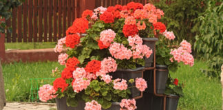 Geranio 802 0 104 Geranio